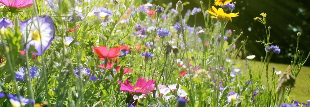 Bunte Blumenwiese im Sonnenschein